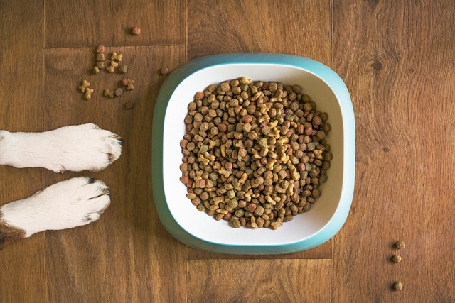 Fra tørfoder til råfodring - hvad er bedst for din hund?