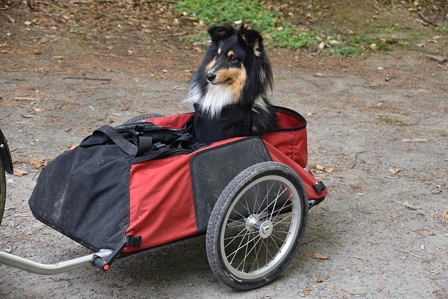 Hvordan du kan bruge din hundetaske til mere end bare transport