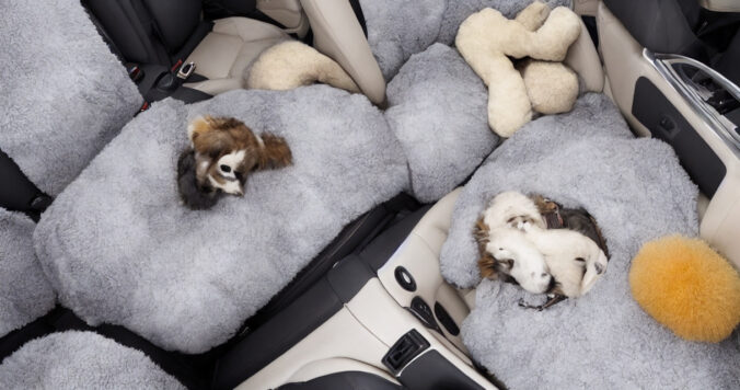 Hvad man skal overveje, når man køber et hundetæppe til bilen - en købsguide